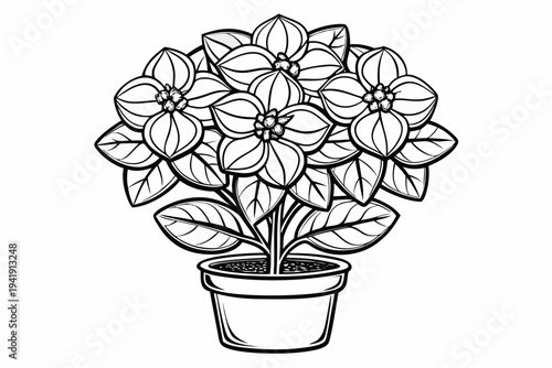 coloring page line art the euphorbia flower black vector
