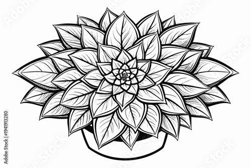 coloring page line art the euphorbia flower black vector