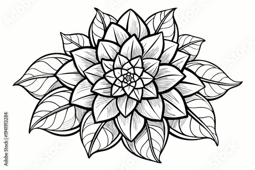 coloring page line art the euphorbia flower black vector
