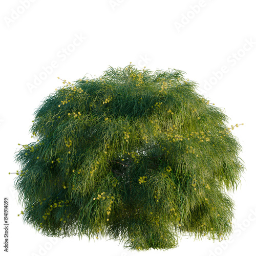 Foto Acacia cognata limelight tree, elevation, front view, cutout, transparent backgr