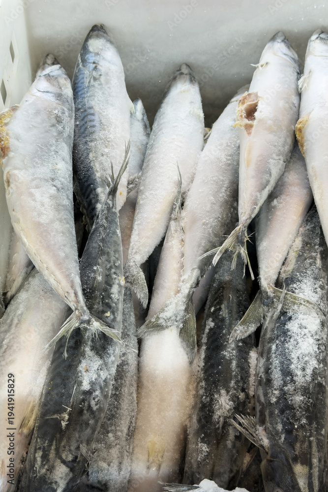 Obraz premium Numerous freshly frozen whole mackerel fish covered with ice in a market freezer display