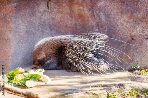 Ein Stachelschwein frisst von der Sonne bescheint eine Karotte vor einer Felswand. 