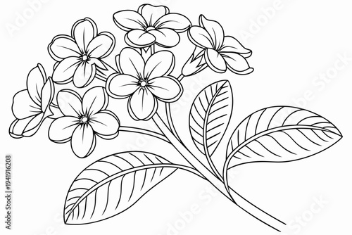 coloring page line art the heliotrope flower black vector