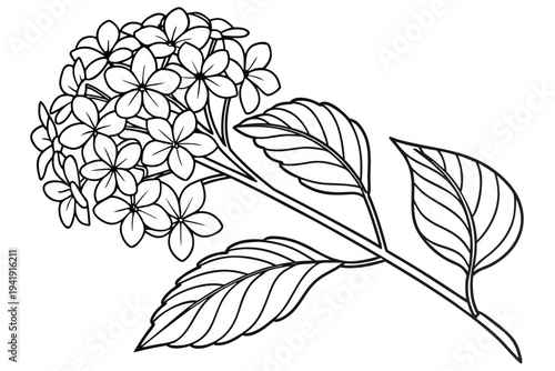 coloring page line art the heliotrope flower black vector