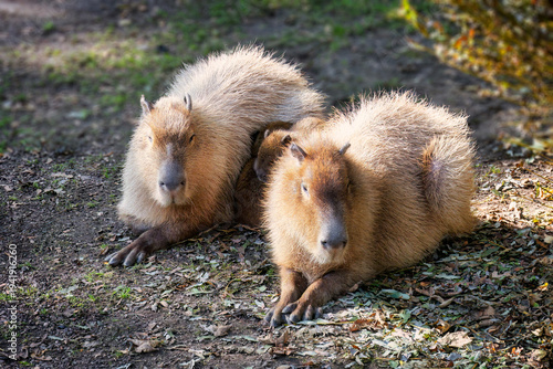Ein Capybara-Männchen und ein -Weibchen beschützen ihren Nachwuchs, der zwischen den beiden eng an deren Körper angeschmiegt  liegt