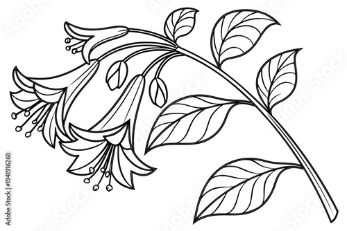 coloring page line art the heliotrope flower black vector