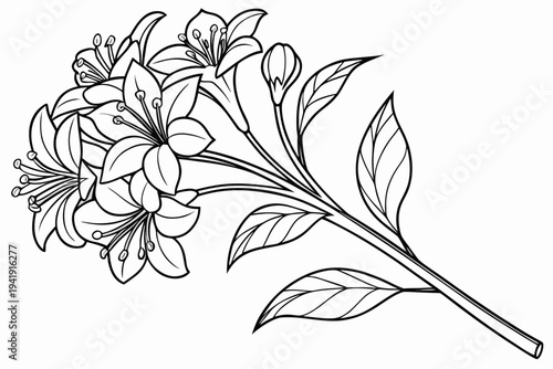 coloring page line art the heliotrope flower black vector