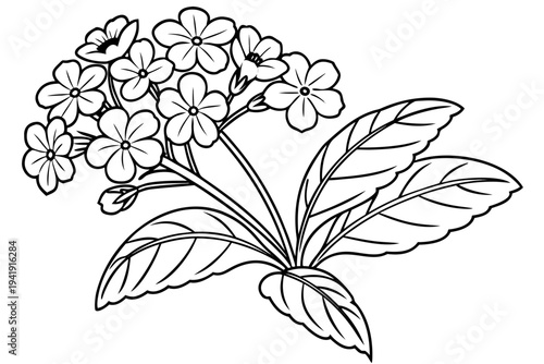 coloring page line art the heliotrope flower black vector