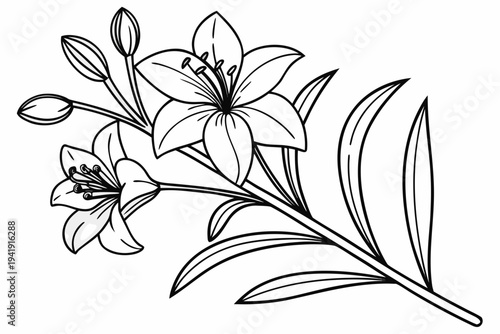 coloring page line art the heliotrope flower black vector