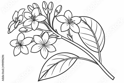 coloring page line art the heliotrope flower black vector
