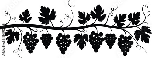 Grape vine branch silhouette with leaves and grape clusters decorative nature plant border design element flat vector illustration