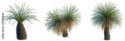 Photos Xanthorrhoea arborea tree, elevation, front view, cutout, transparent background