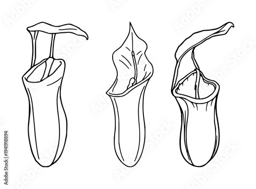 Pitcher plant set with fine line art on white background featuring botanical curiosity, carnivorous plant, elegant detail with thin lines and subtle contrast