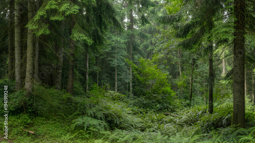 Serene forest glade bathed in dappled sunlight and lush greenery
