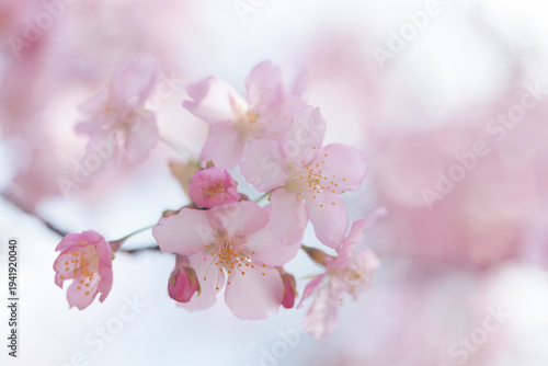 背景がぼけた桜の花とつぼみ