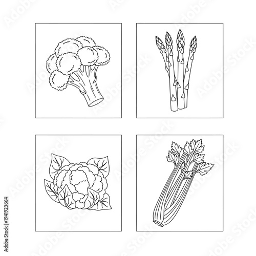 Illustrations of four different types of healthy vegetables illustration