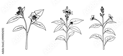 Tobacco plant set with fine line art depiction featuring botanical illustration, elegant thin lines, isolated on white with tobacco leaves and flowers