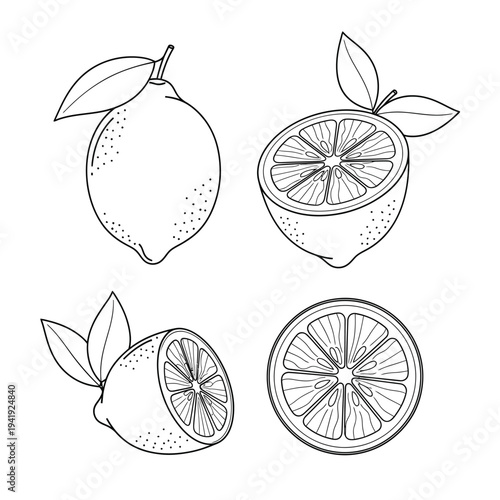 Illustrated depiction of citrus fruits with their halves exposed to show internal structure illustration