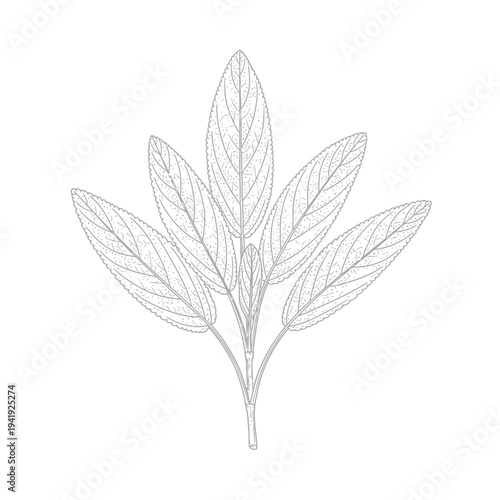 Botanical illustration of a stylized leaf cluster with intricate vein details illustration