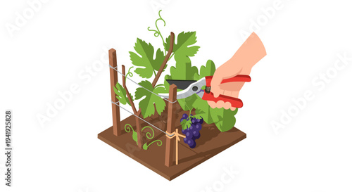 Flat design of a hand pruning a grapevine with scissors in a garden scene
