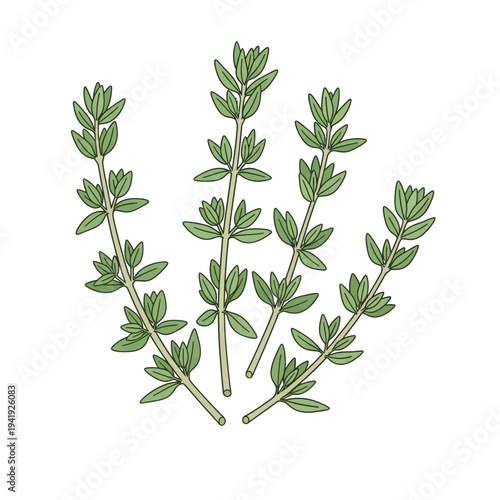 Illustration of fresh thyme sprigs with small green leaves and slender stems illustration