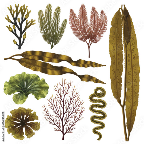 Illustrated collection of diverse marine seaweeds and underwater plants illustration
