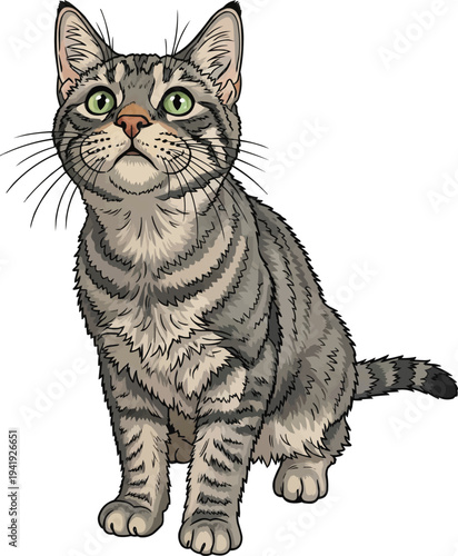 American Wirehair cat looking up curious attentive illustration