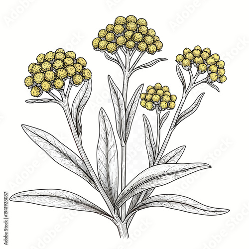 Elegant botanical illustration of a flowering plant with yellow blossoms and green foliage illustration