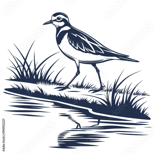 Killdeer standing on grassy riverbank bird shorebird