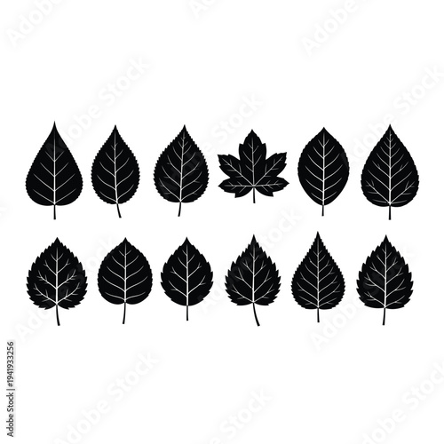 Black silhouettes of autumn leaves and a maple seed pod arranged in a horizontal line. illustration
