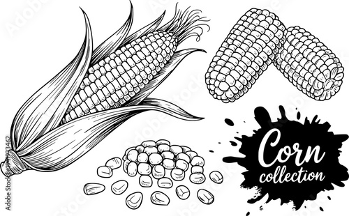 Hand Drawn Black and White Corn Collection with Kernels and Cobs White Background