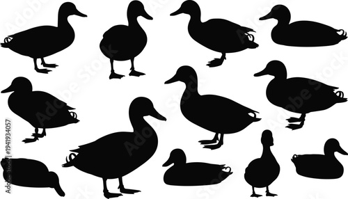 duck, silhouettes, collection, waterfowl, bird, wildlife, avian, nature, pond, lake, black, animal, isolated, vector, set, clipart, icons, farm, design, illustration
