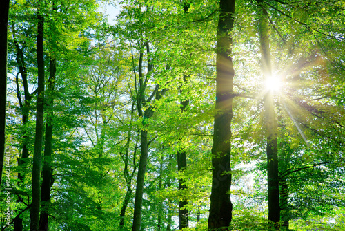 Summer forest with bright sun shining through the trees.
