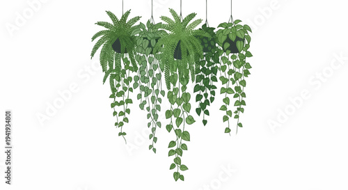 A horizontal line of lush green hanging plants suspended on white background
