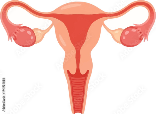Detailed illustration of the female reproductive system