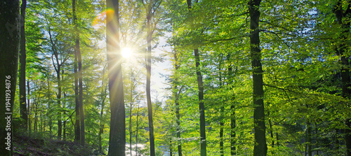 Sunlight in the summer forest with green trees.