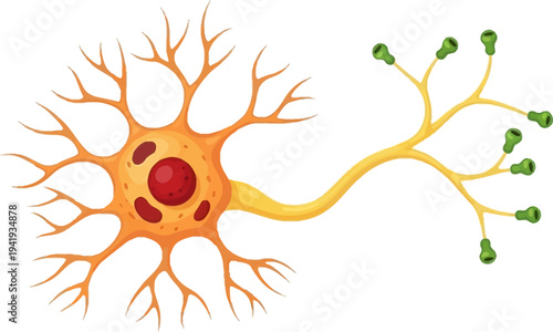 Detailed illustration of a neuron cell with dendrites and axon terminals