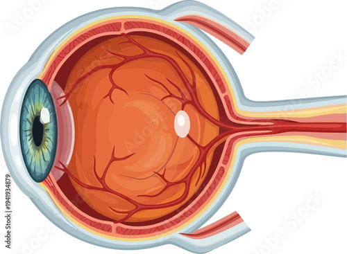 Detailed anatomy of human eye with visible internal structures