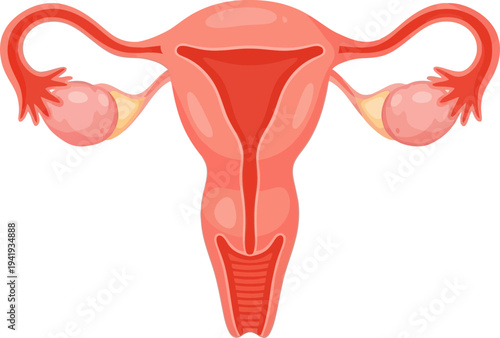 Detailed illustration of female reproductive system anatomy