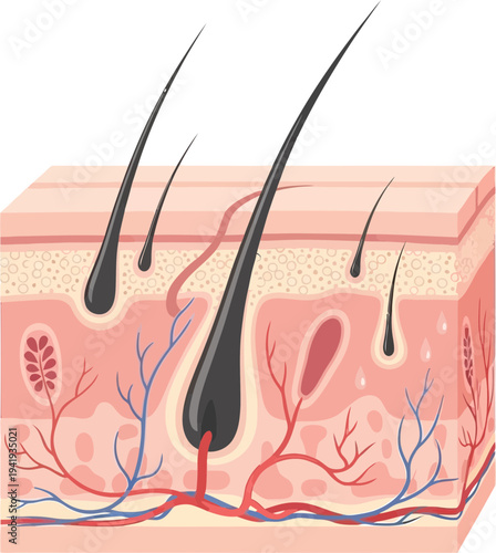 Detailed anatomy of human skin with hair follicles and blood vessels