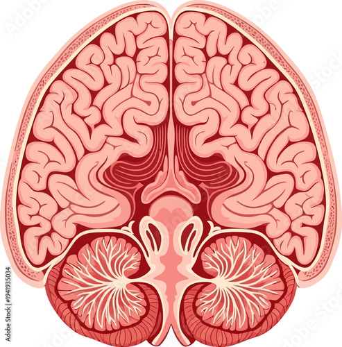 Detailed human brain anatomy in cross section view