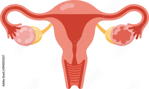 Female reproductive system with uterus and ovaries