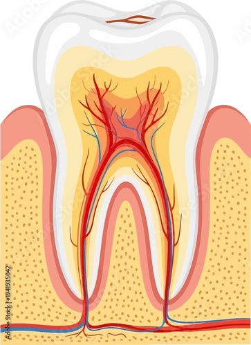 Detailed anatomy of a tooth with visible nerves and blood vessels