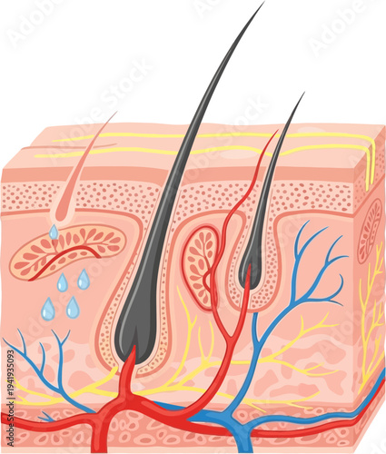 Detailed cross-section of human skin layers and hair follicles