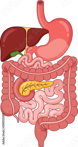 Detailed illustration of human digestive system organs
