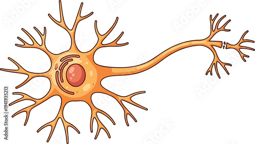 Vibrant neuron cell with dendrites and axon terminals