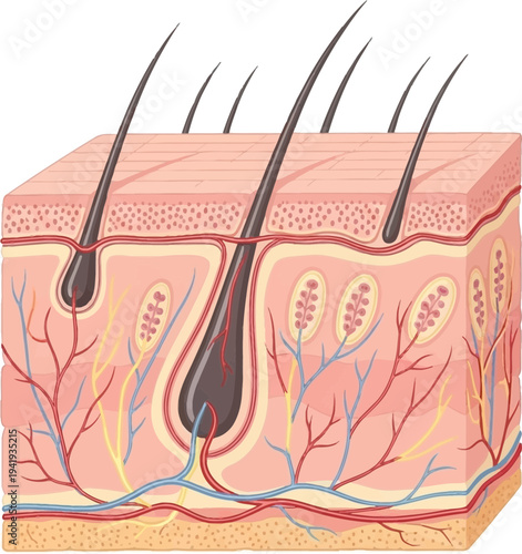 Detailed skin cross-section with hair follicles and blood vessels