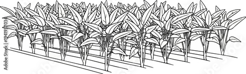 A line drawing depicting rows of leafy plants in a garden or farm