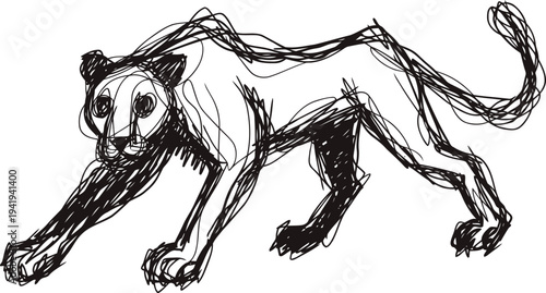 Wild big cat walking in sketch hand drawn black lines jaguar or panther illustration dynamic pose with strong muscles and tail