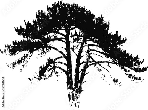 Silhouette of a pine tree with spreading branches on white background, nature illustration